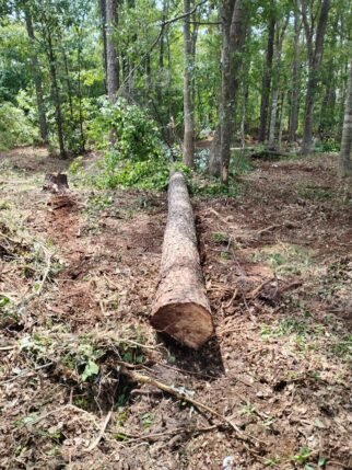 A tree fell on the ground.