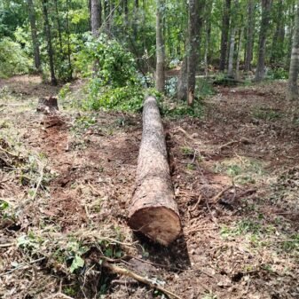 A tree fell on the ground.